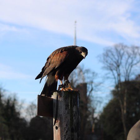 Falconry Southeast
