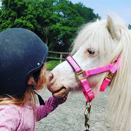 Little Forest Ponies