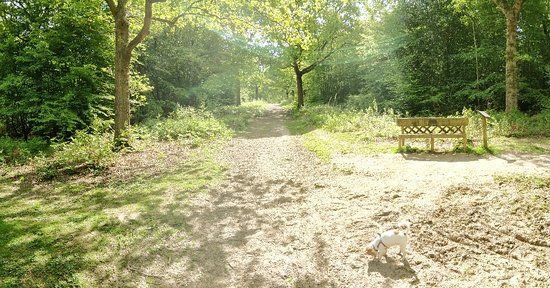 Ham Street Woods
